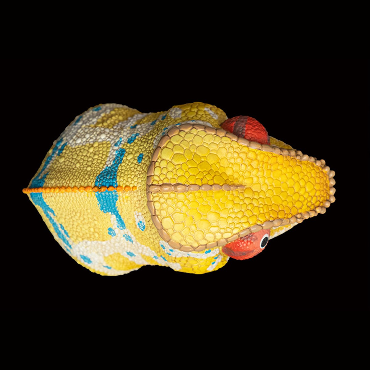 AHB Series 15 - Panther Chameleon (Ankify) – Furcifer pardalis | Chameleon