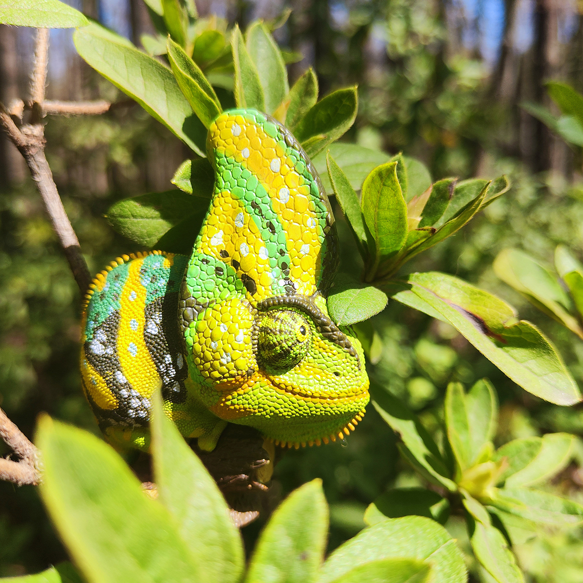 AHB Series 15 - Veiled Chameleon (Green) – Chamaeleo calyptratus | Chameleon