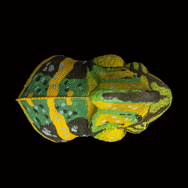 AHB-CHAMELEON-V15-03_06-033d8baa AHB Series 15 - Veiled Chameleon (Green) – Chamaeleo calyptratus | Chameleon