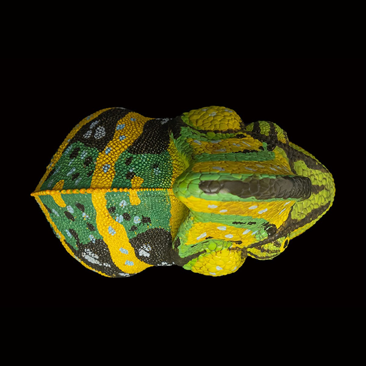 AHB Series 15 - Veiled Chameleon (Green) – Chamaeleo calyptratus | Chameleon
