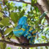 AHB Series 15 - Veiled Chameleon (Blue) – Chamaeleo calyptratus | Chameleon