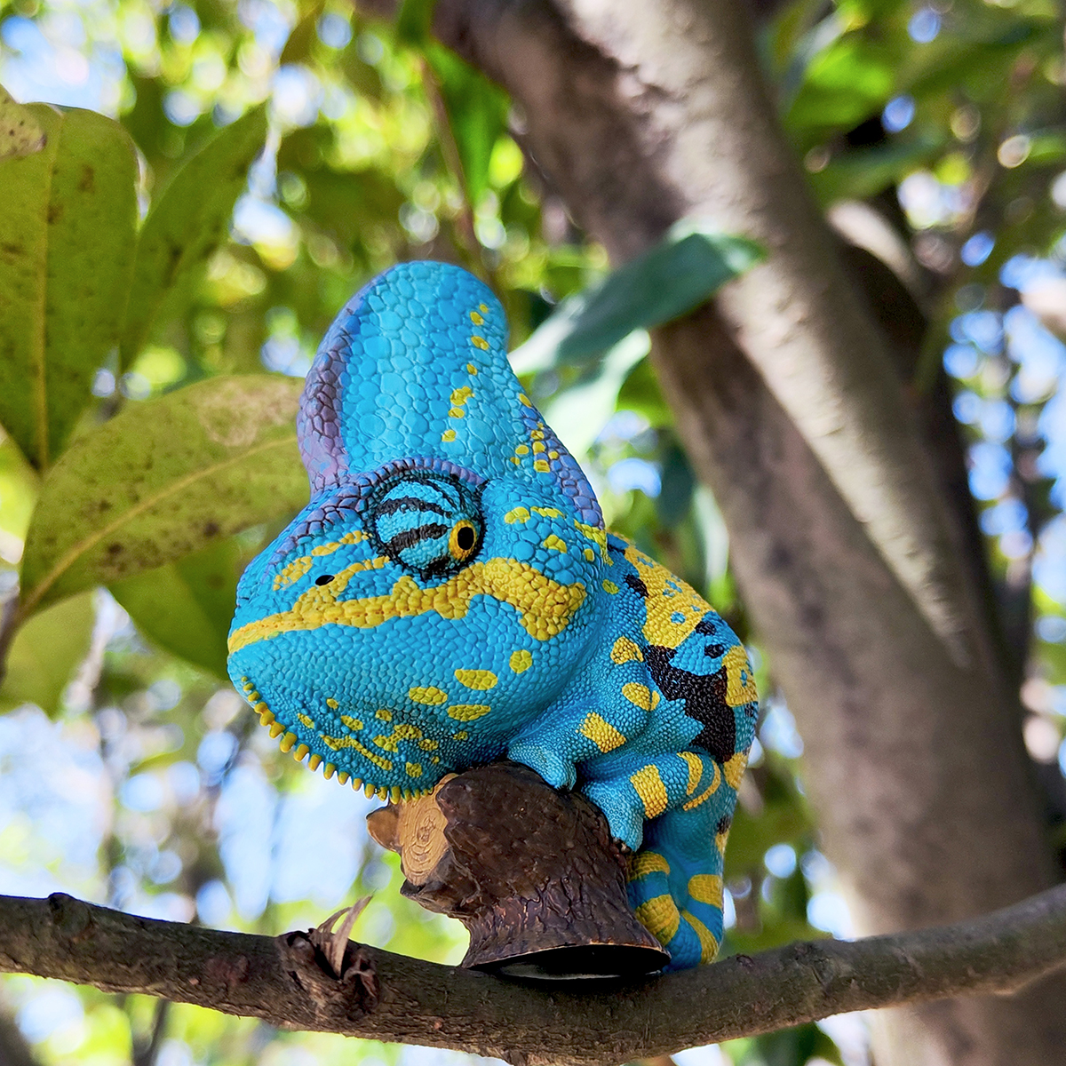 AHB Series 15 - Veiled Chameleon (Blue) – Chamaeleo calyptratus | Chameleon