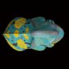 AHB Series 15 - Veiled Chameleon (Blue) – Chamaeleo calyptratus | Chameleon