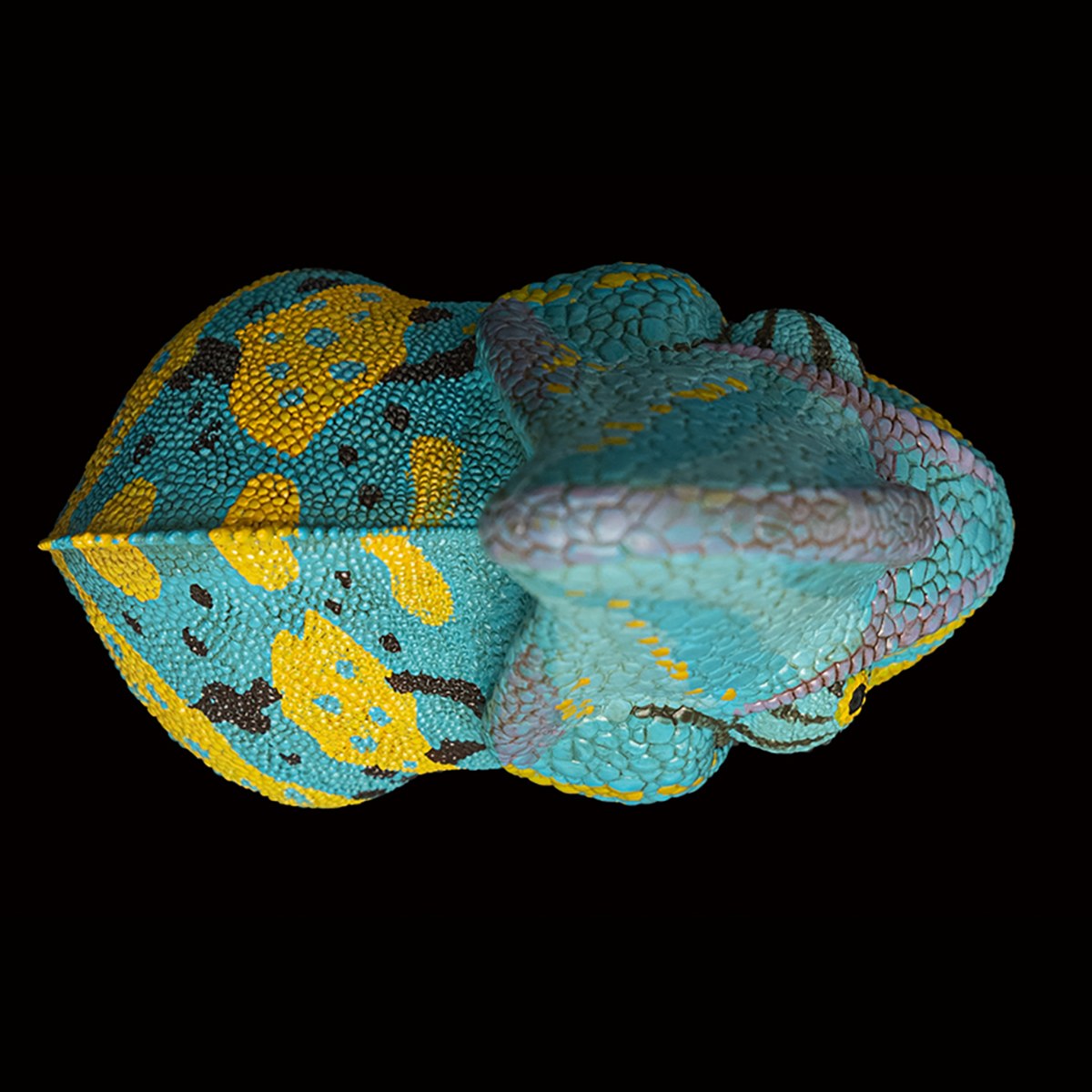 AHB Series 15 - Veiled Chameleon (Blue) – Chamaeleo calyptratus | Chameleon