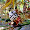 AHB Series 15 - Carpet Chameleon – Furcifer lateralis | Chameleon