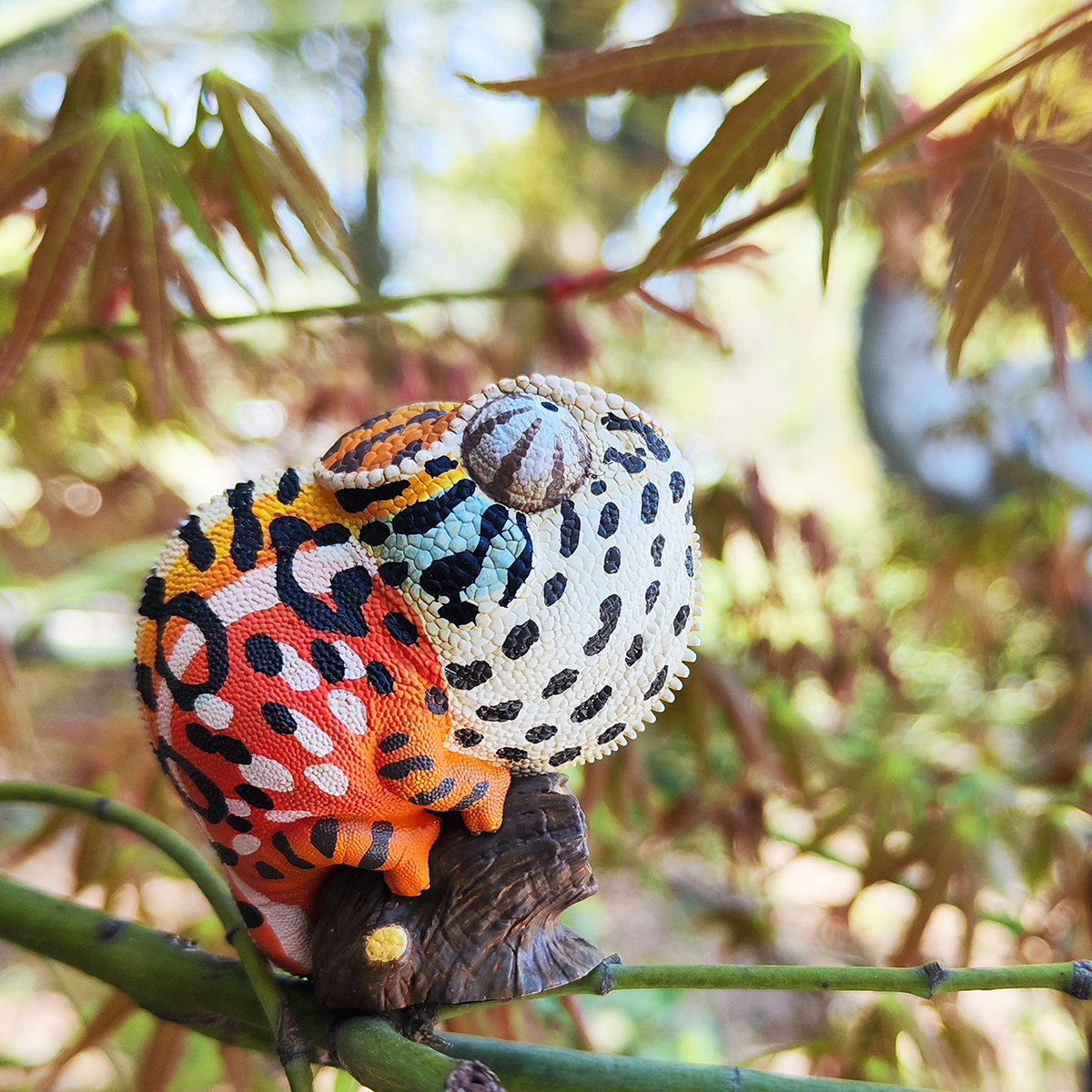 AHB Series 15 - Carpet Chameleon – Furcifer lateralis | Chameleon