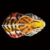 AHB Series 15 - Carpet Chameleon – Furcifer lateralis | Chameleon