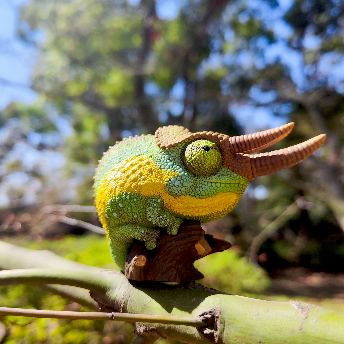 AHB Series 15 - Jackson&rsquo;s Chameleon – Trioceros jacksonii | Chameleon