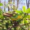 AHB Series 15 - Jackson&rsquo;s Chameleon – Trioceros jacksonii | Chameleon