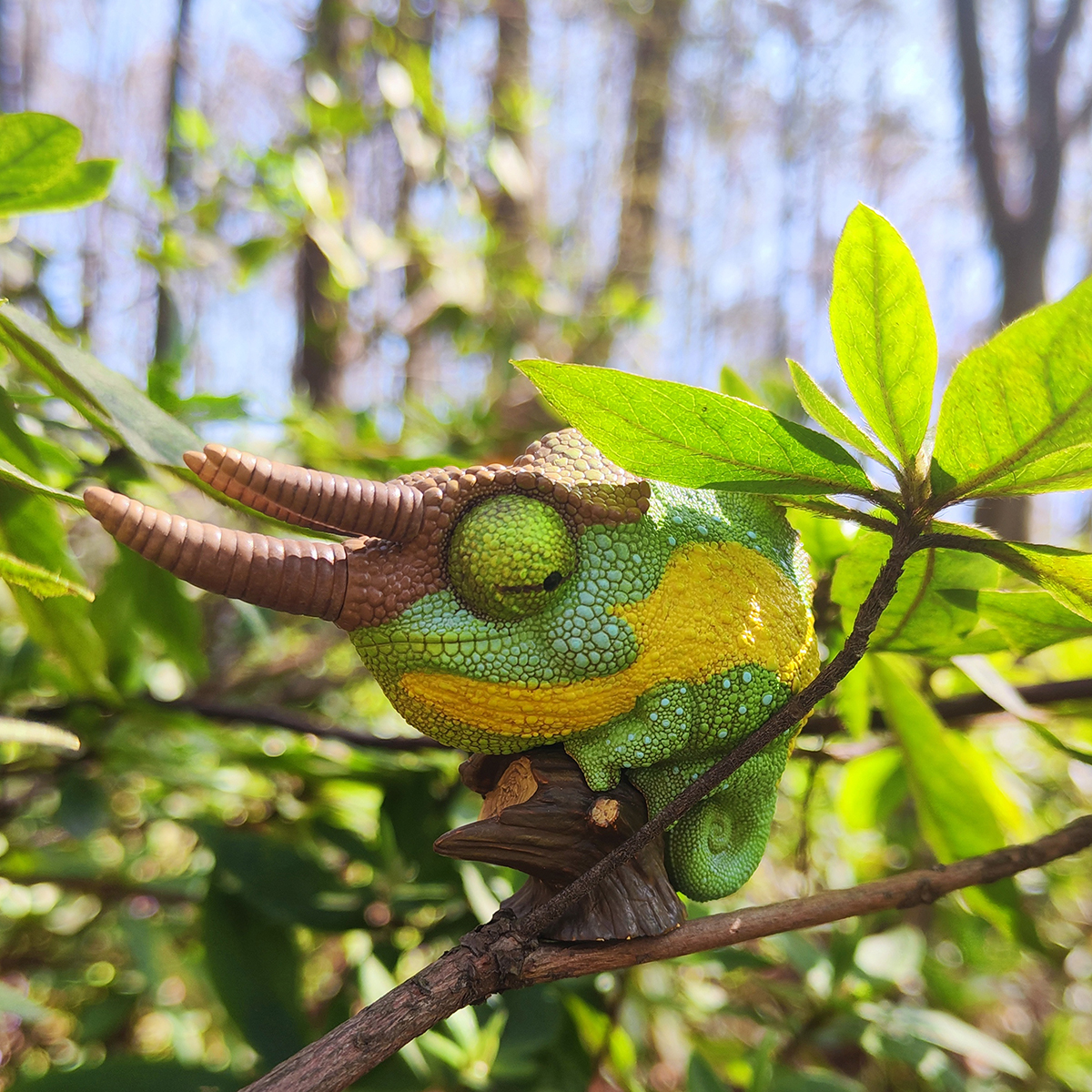 AHB Series 15 - Jackson&rsquo;s Chameleon – Trioceros jacksonii | Chameleon