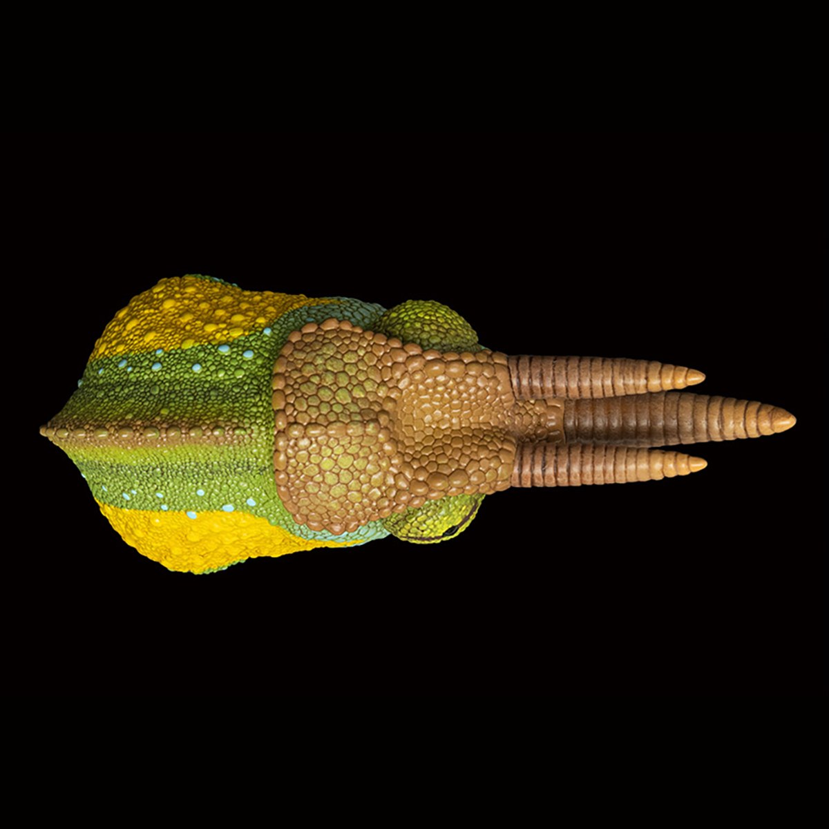 AHB Series 15 - Jackson&rsquo;s Chameleon – Trioceros jacksonii | Chameleon