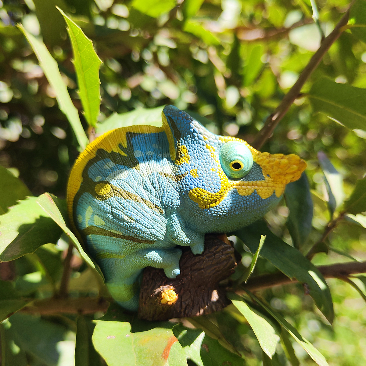 AHB Series 15 - Parson&rsquo;s Chameleon – Calumma parsonii | Chameleon