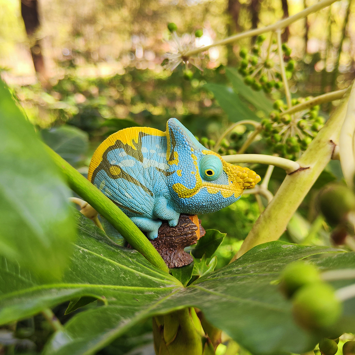 AHB Series 15 - Parson&rsquo;s Chameleon – Calumma parsonii | Chameleon