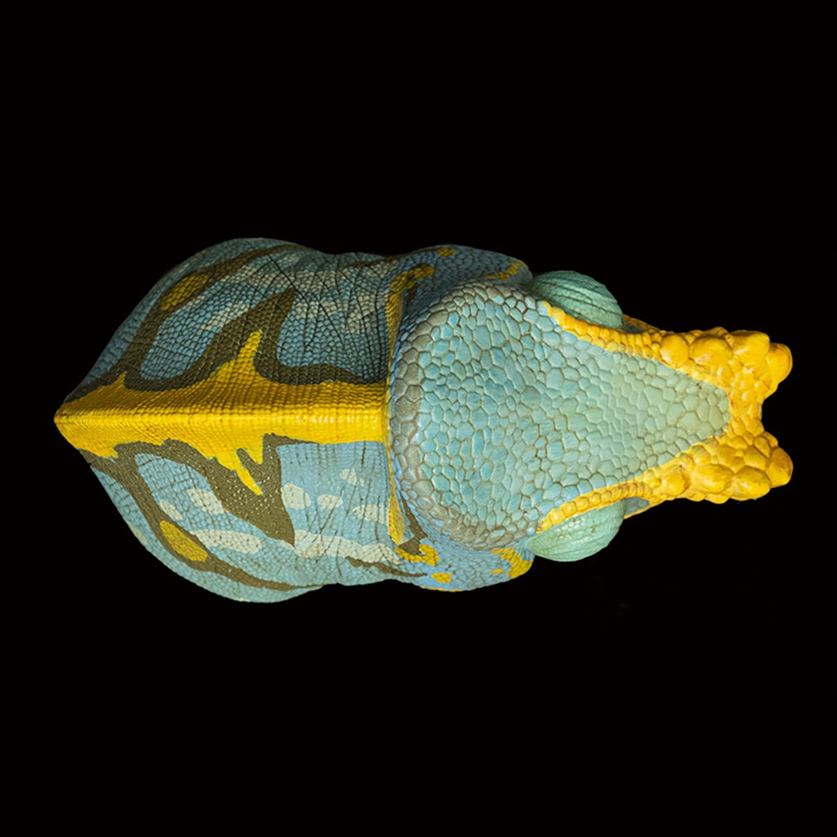 AHB Series 15 - Parson&rsquo;s Chameleon – Calumma parsonii | Chameleon