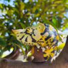 AHB-CHAMELEON-V15-08_04 AHB Series 15 - Meller’s Chameleon – Trioceros melleri | Chameleon