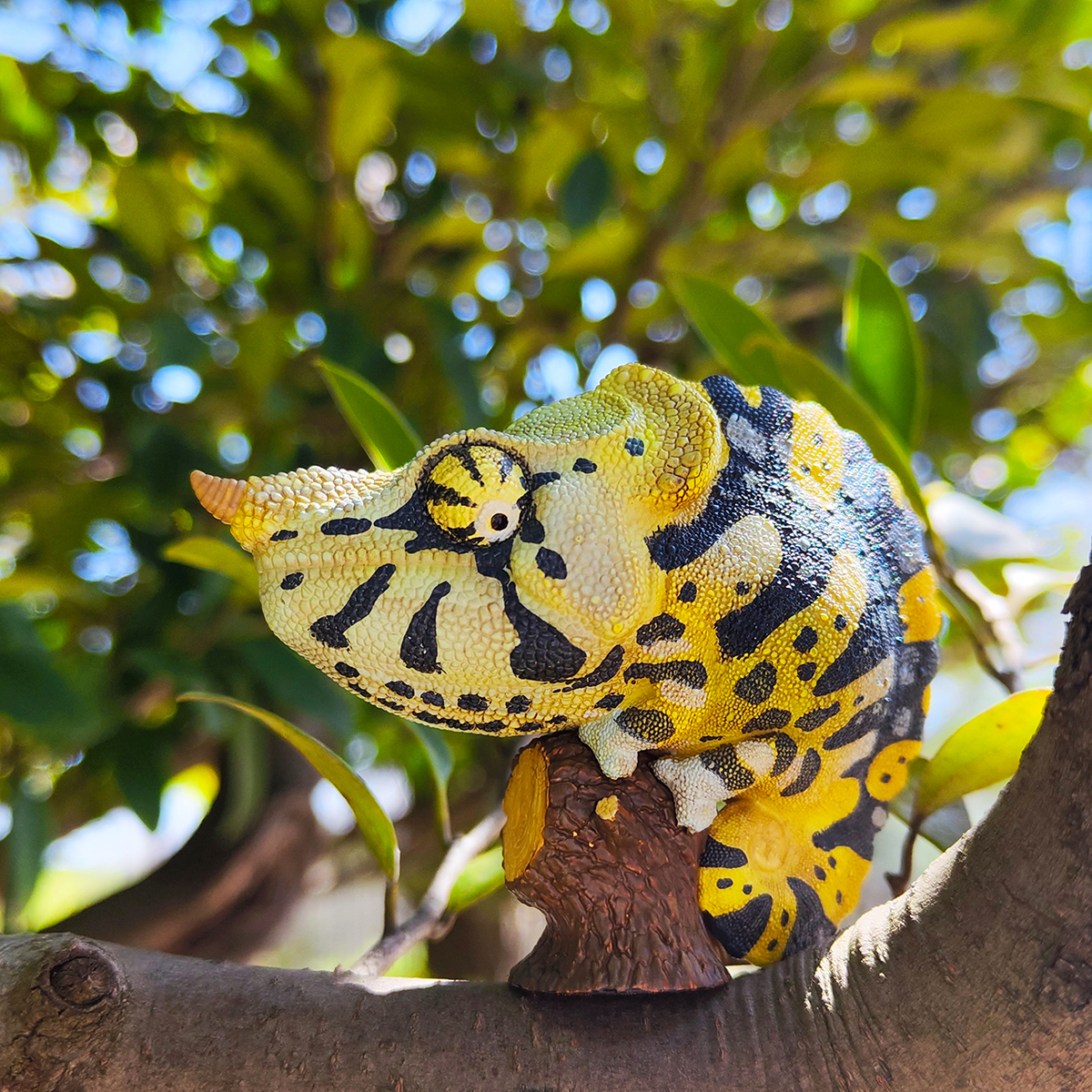 AHB Series 15 - Meller&rsquo;s Chameleon – Trioceros melleri | Chameleon