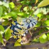 AHB-CHAMELEON-V15-08_05 AHB Series 15 - Meller’s Chameleon – Trioceros melleri | Chameleon