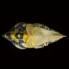 AHB-CHAMELEON-V15-08_06-c9229164 AHB Series 15 - Meller’s Chameleon – Trioceros melleri | Chameleon