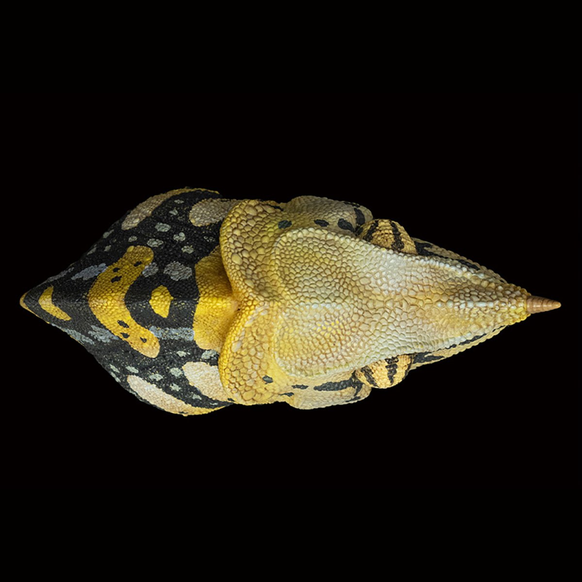 AHB-CHAMELEON-V15-08_06-c9229164 AHB Series 15 - Meller’s Chameleon – Trioceros melleri | Chameleon