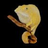AHB Series 15 - Miniature Leaf Chameleon – Brookesia minima | Chameleon