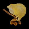 AHB Series 15 - Miniature Leaf Chameleon – Brookesia minima | Chameleon