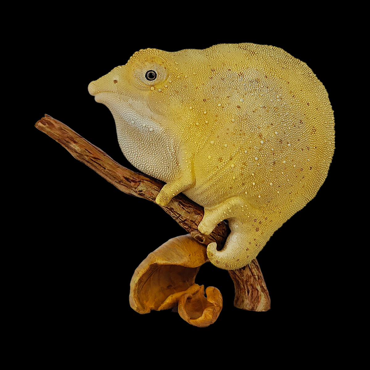 AHB Series 15 - Miniature Leaf Chameleon – Brookesia minima | Chameleon