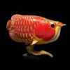 AHB-FISH-V12-01_01 AHB Series 12 - Super Red Arowana – Scleropages legendrei | Fish