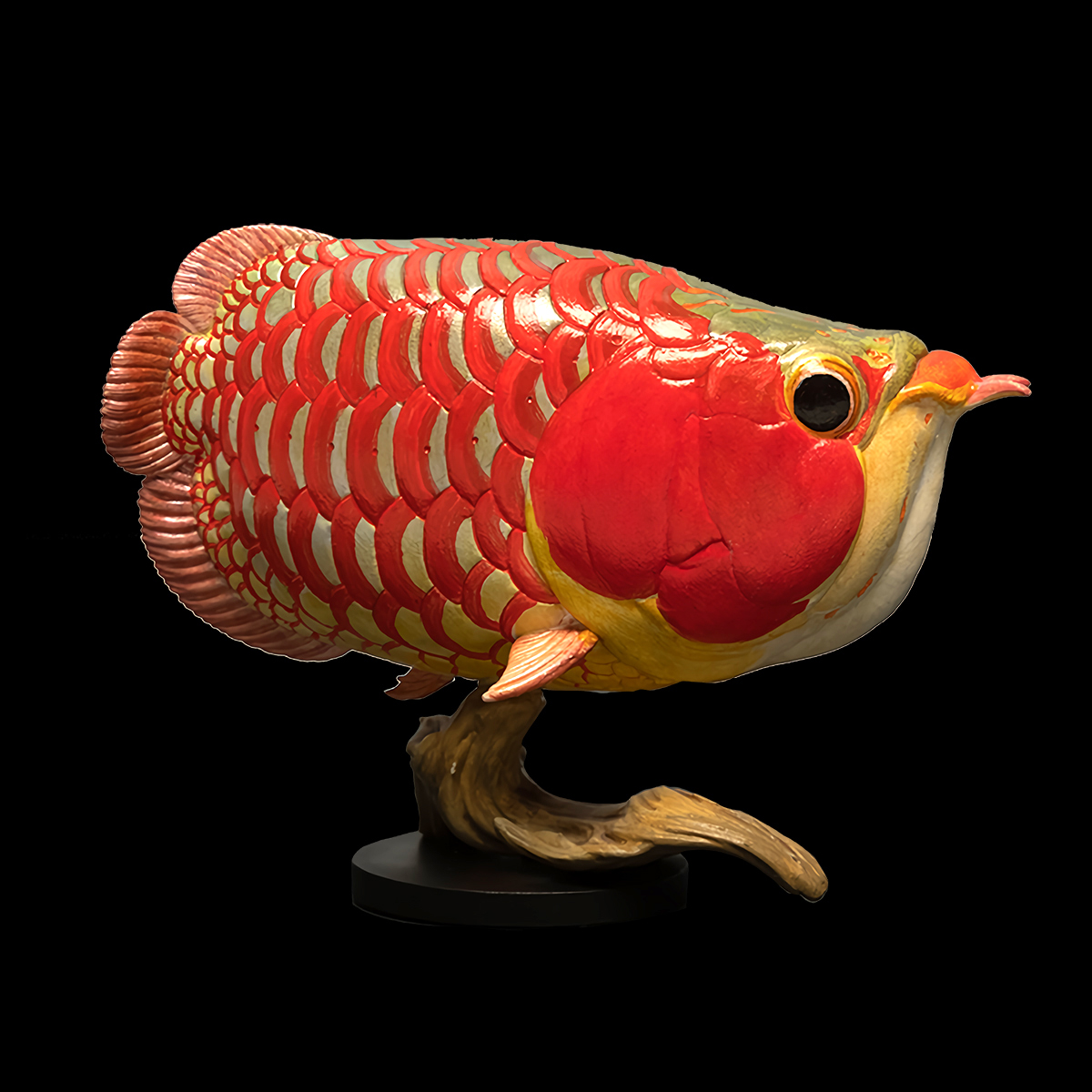 AHB Series 12 - Super Red Arowana – Scleropages legendrei | Fish