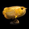 AHB-FISH-V12-02_01 AHB Series 12 - Asian Arowana – Scleropages formosus | Fish