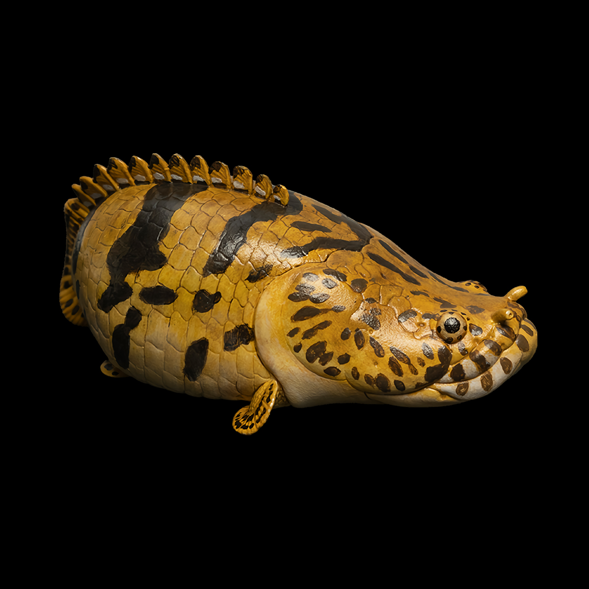 AHB Series 12 - Saddled Bichir – Polypterus endlicheri | Fish