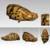 AHB Series 12 - Saddled Bichir – Polypterus endlicheri | Fish