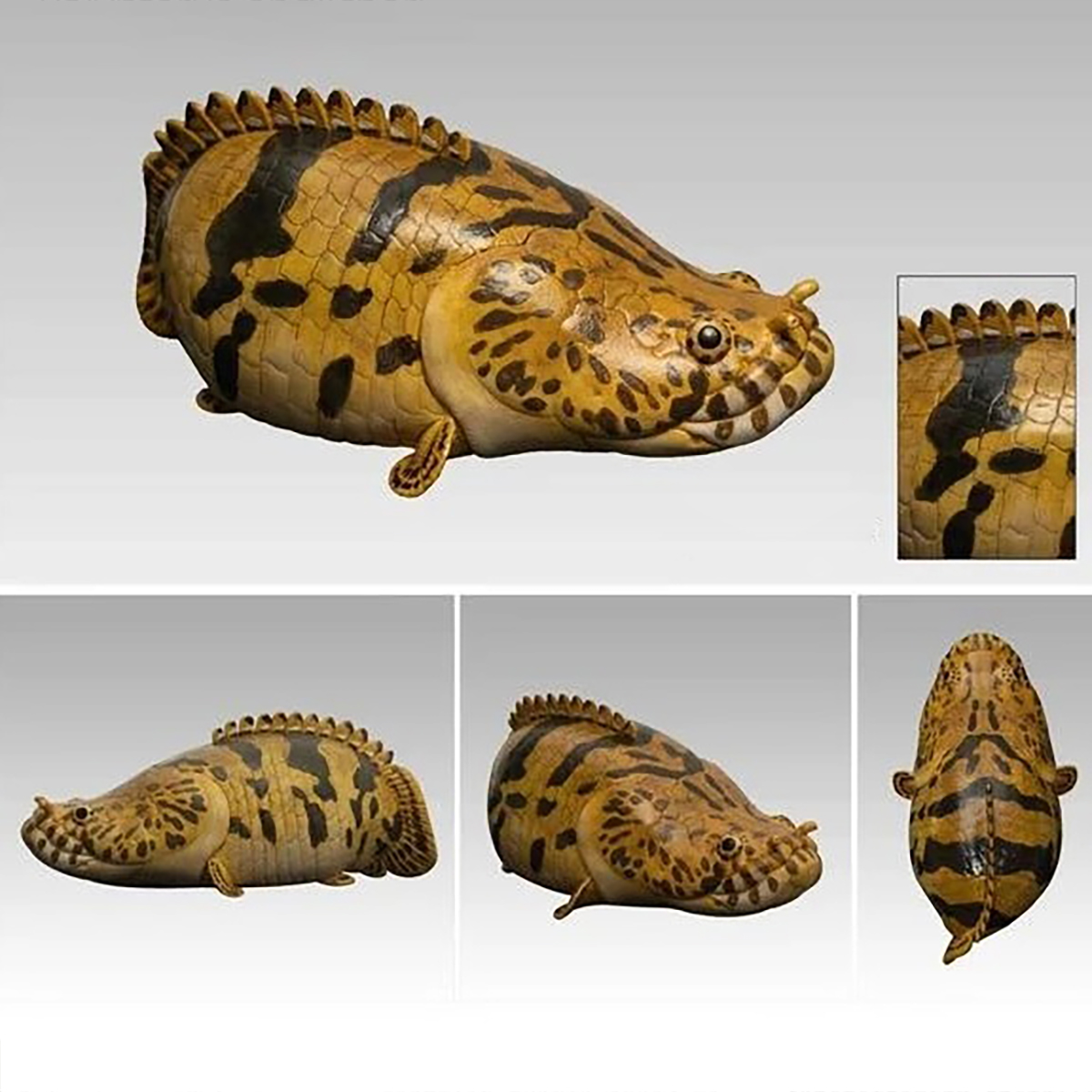 AHB Series 12 - Saddled Bichir – Polypterus endlicheri | Fish