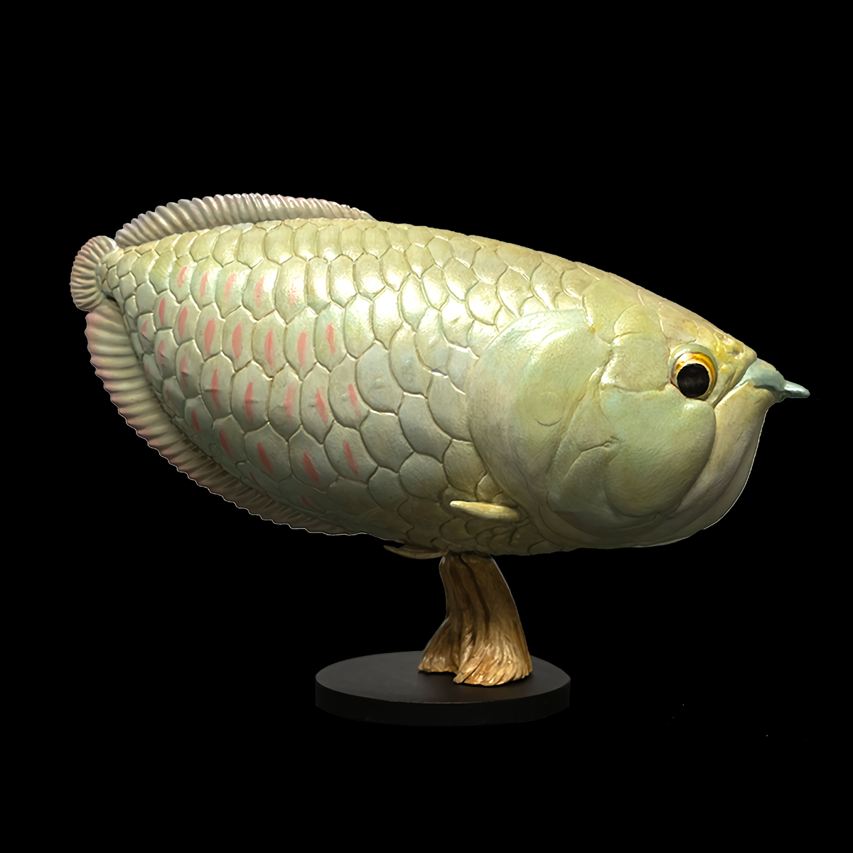 AHB Series 12 - Silver Arowana – Osteoglossum bicirrhosum | Fish