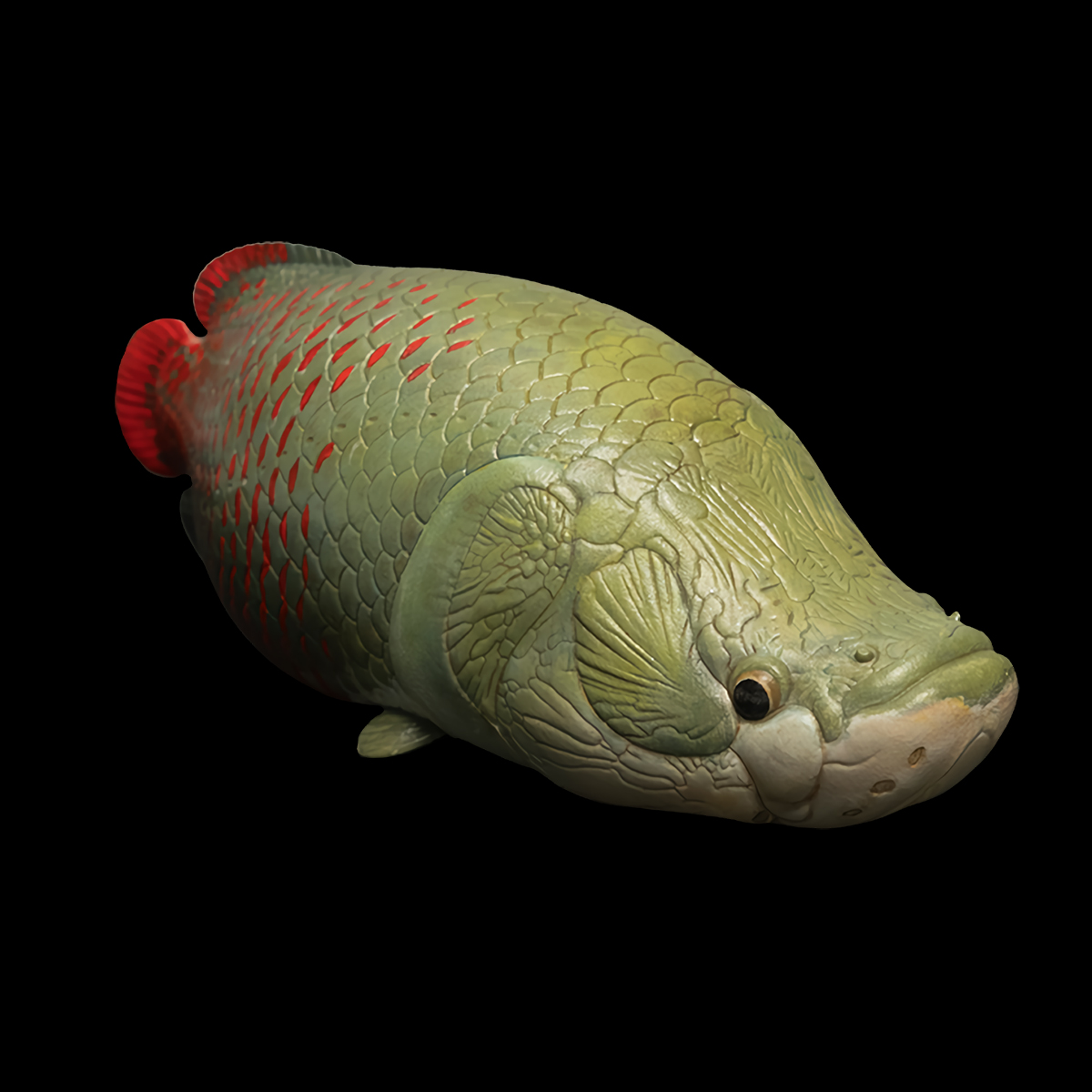 AHB Series 12 - Arapaima – Arapaima gigas | Fish