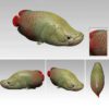 AHB Series 12 - Arapaima – Arapaima gigas | Fish
