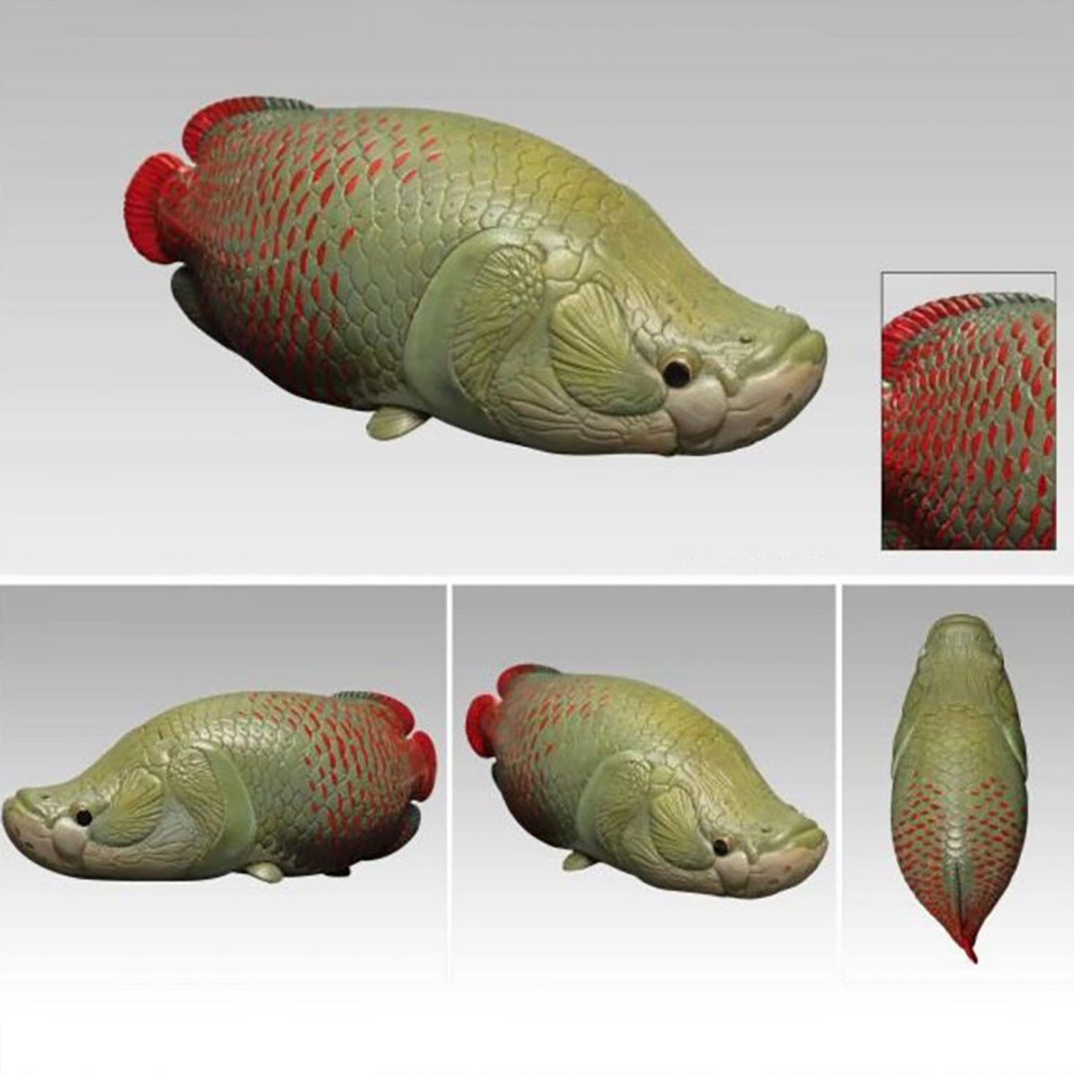 AHB Series 12 - Arapaima – Arapaima gigas | Fish