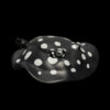 AHB Series 12 - Polka Dot Stingray – Potamotrygon leopoldi | Fish