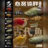 AHB Series 12 - Arapaima – Arapaima gigas | Fish