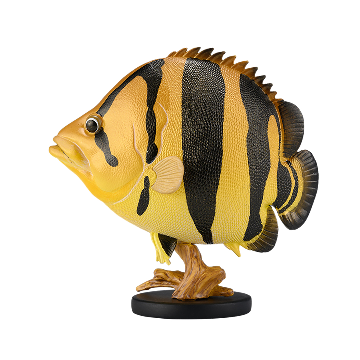 AHB-FISH-V21-01_01 AHB Series 21 - Siamese Tiger Fish – Datnioides pulcher | Fish