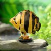 AHB-FISH-V21-01_02 AHB Series 21 - Siamese Tiger Fish – Datnioides pulcher | Fish