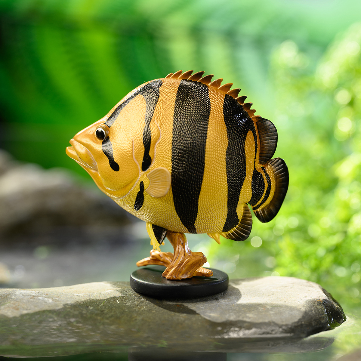 AHB Series 21 - Siamese Tiger Fish – Datnioides pulcher | Fish