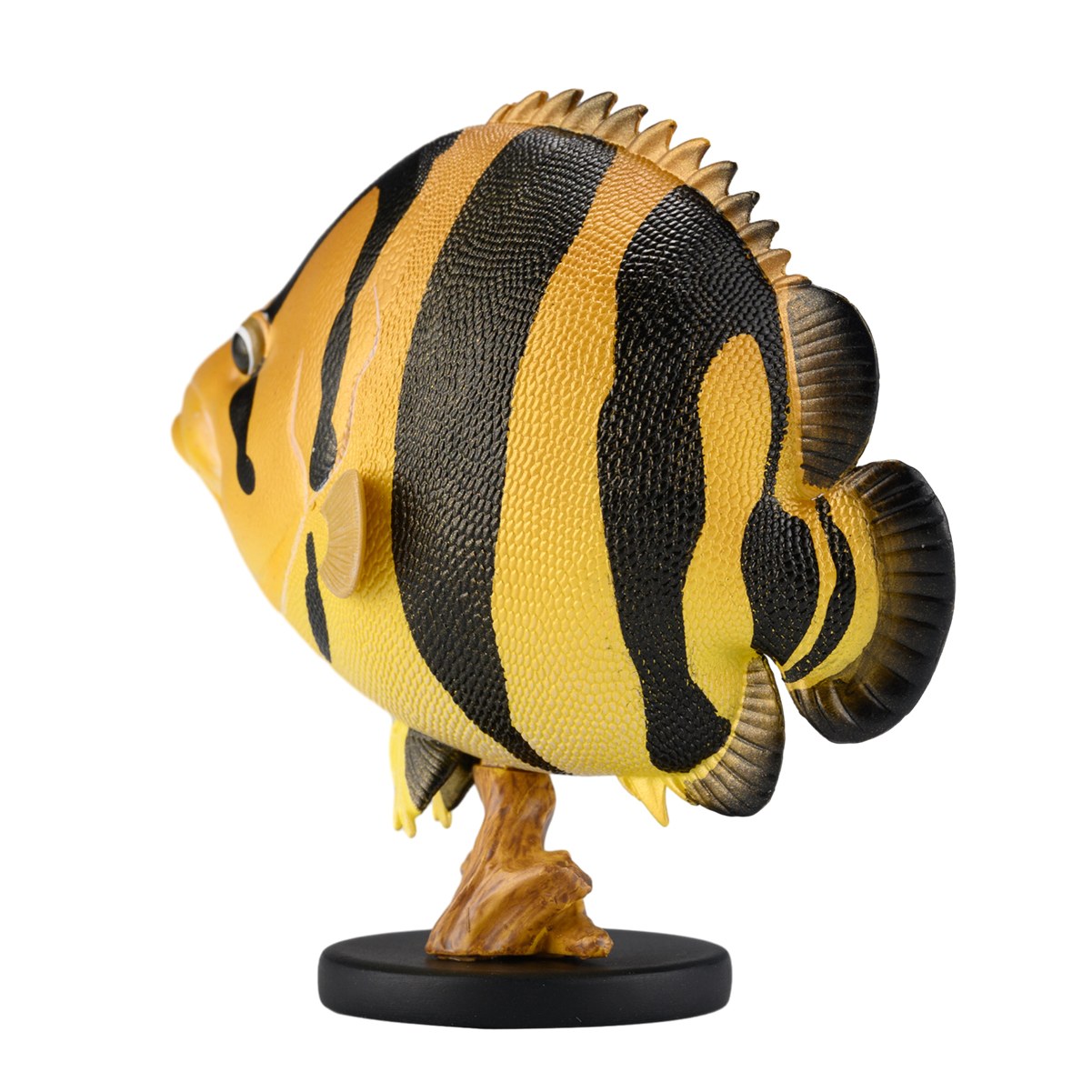 AHB-FISH-V21-01_03-1b38036e AHB Series 21 - Siamese Tiger Fish – Datnioides pulcher | Fish