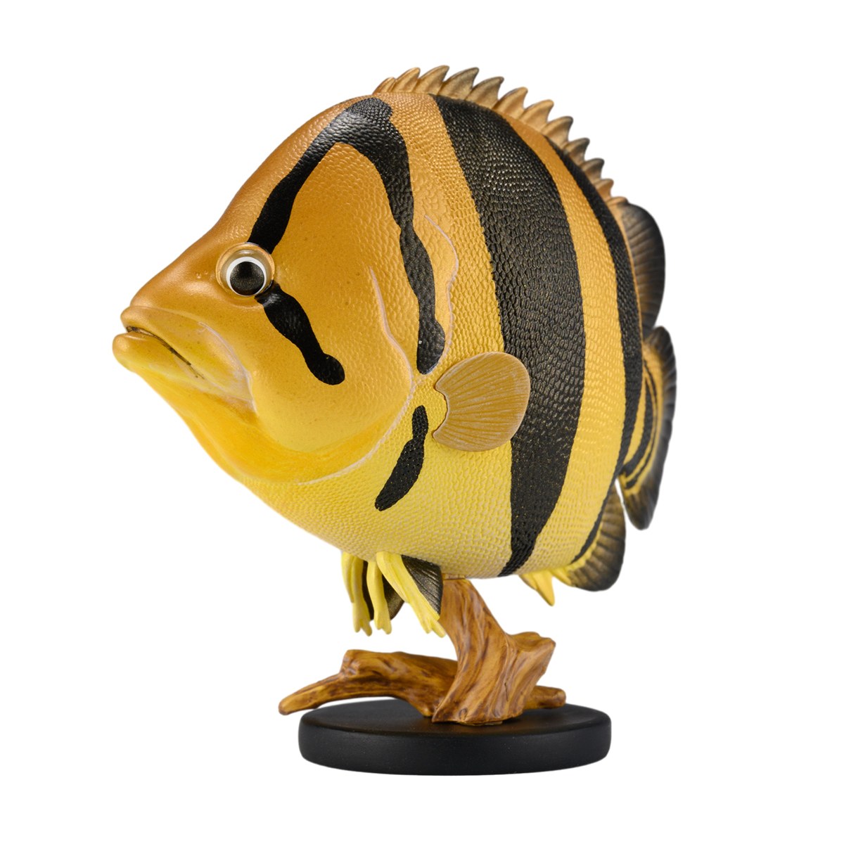 AHB-FISH-V21-01_07-8b32183e AHB Series 21 - Siamese Tiger Fish – Datnioides pulcher | Fish