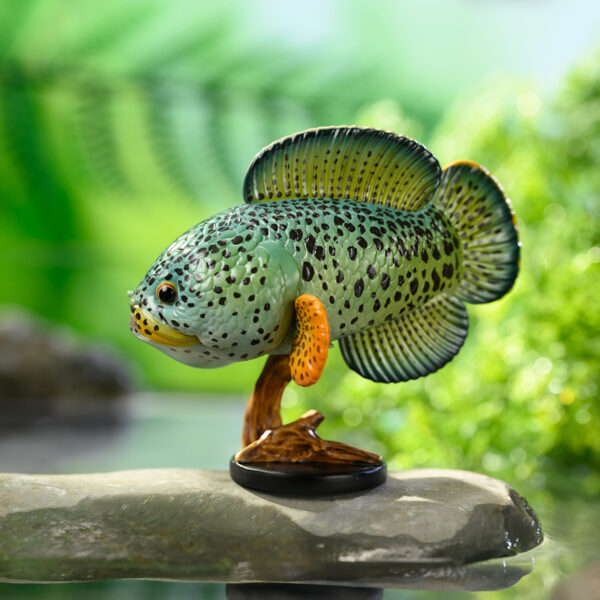AHB Series 21 - Barca Snakehead – Channa barca | Fish
