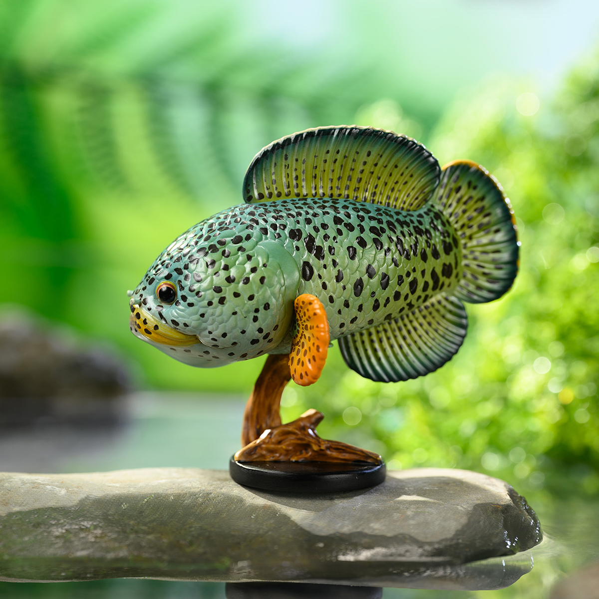 AHB Series 21 - Barca Snakehead – Channa barca | Fish