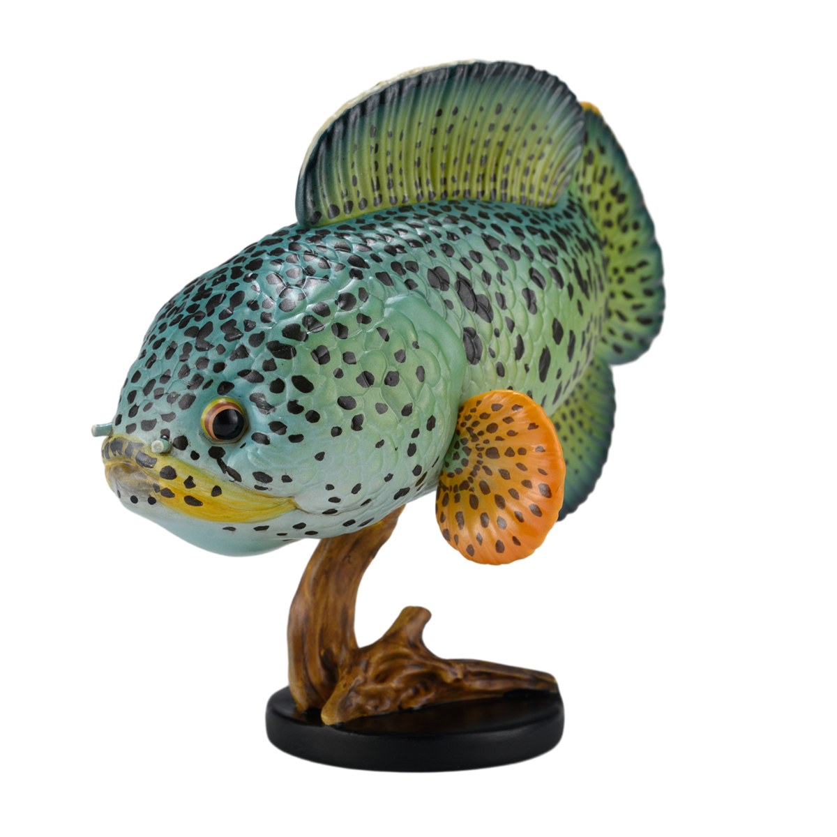 AHB Series 21 - Barca Snakehead – Channa barca | Fish