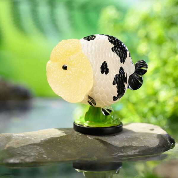 AHB Series 21 - Milk Cow Ranchu Goldfish – Carassius auratus | Fish