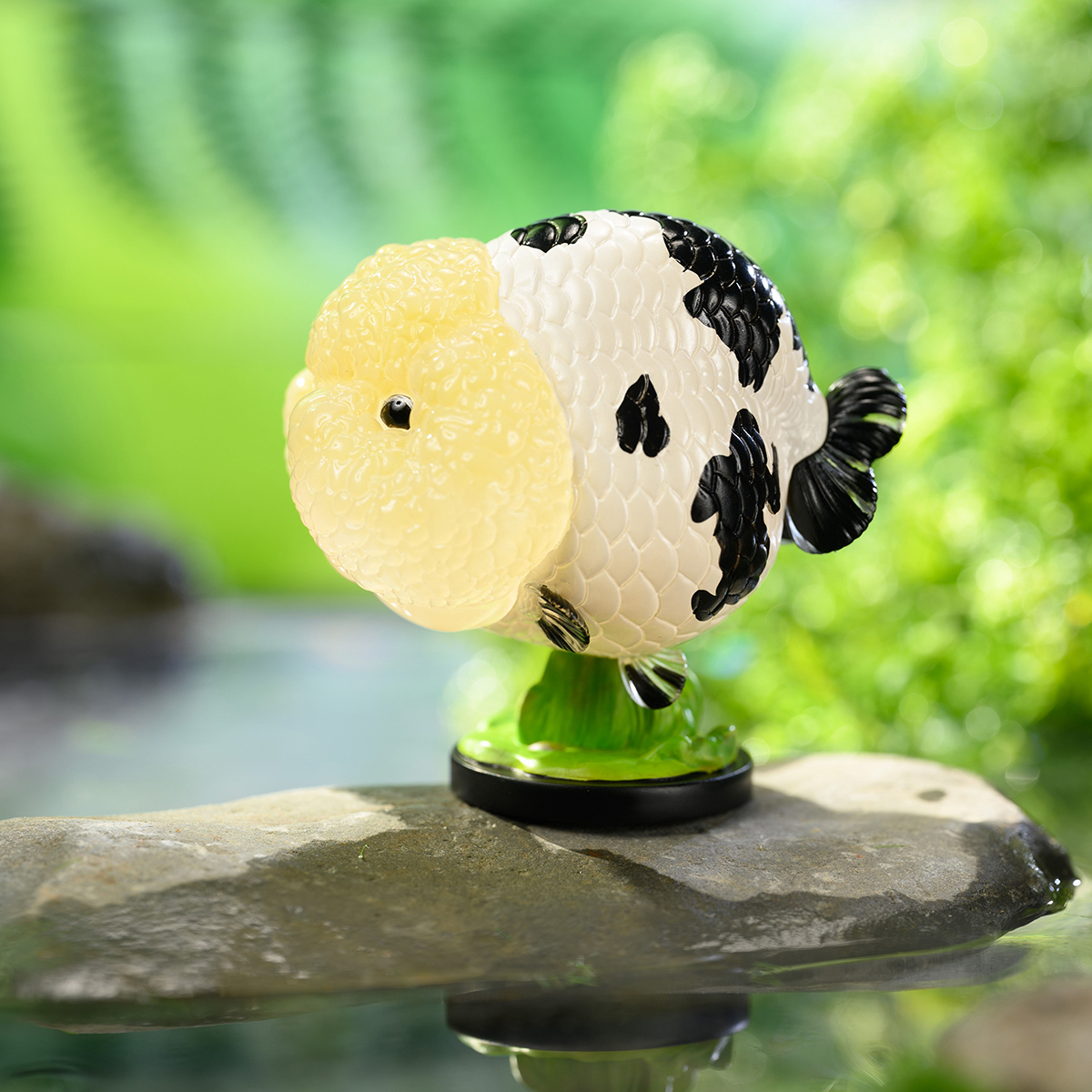 AHB Series 21 - Milk Cow Ranchu Goldfish – Carassius auratus | Fish
