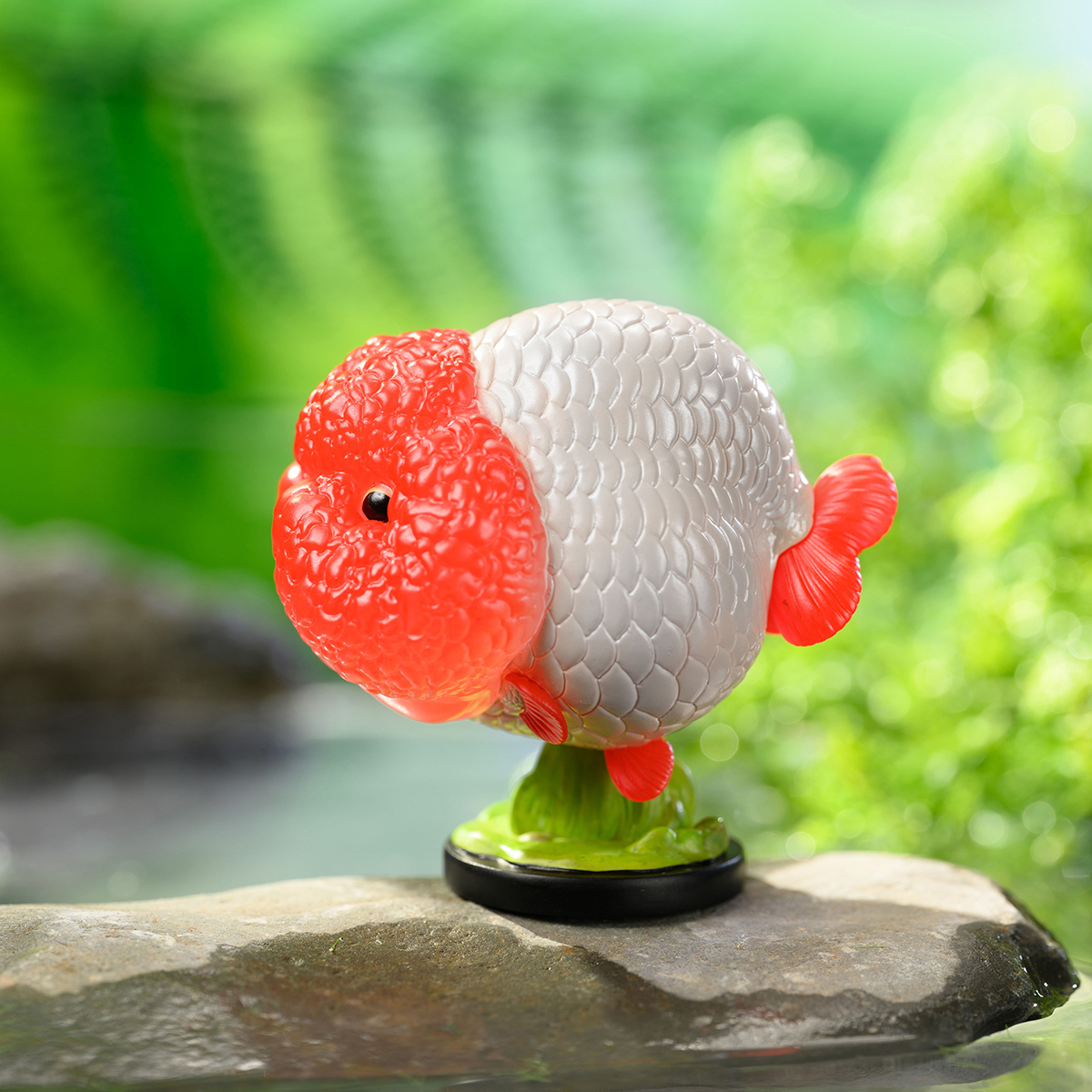 AHB Series 21 - Red Head Ranchu Goldfish – Carassius auratus | Fish