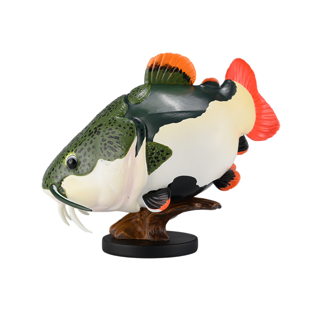 AHB Series 21 - Redtail Catfish – Phractocephalus hemioliopterus | Fish